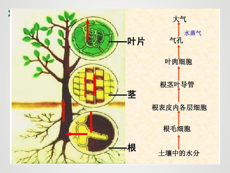 3叶的蒸腾作用 课件PPT第6页