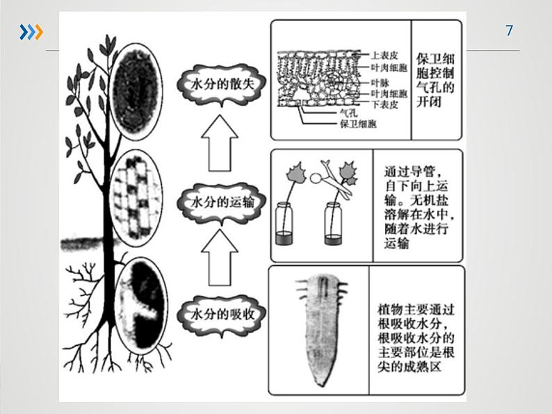 3叶的蒸腾作用 课件PPT第7页