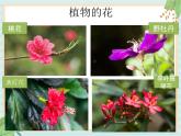 4植物的花 课件PPT