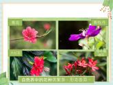 4植物的花 课件PPT