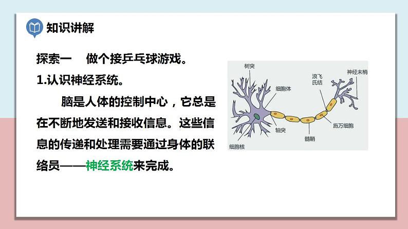 小学五年级科学上册 第四单元 第5课《身体的“联络员”》课件+练习 （教科版2017）03