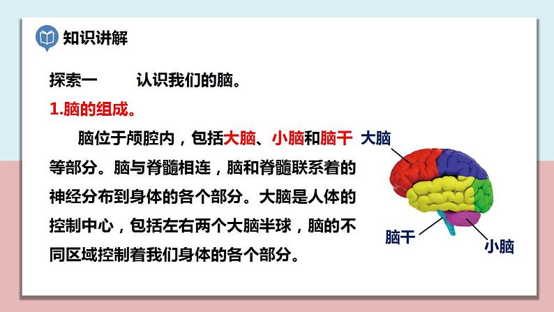 小学五年级科学上册 第四单元 第4课《身体的“总指挥”》课件+练习 （教科版2017）03