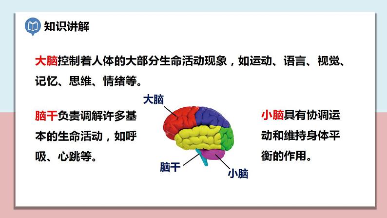 小学五年级科学上册 第四单元 第4课《身体的“总指挥”》课件+练习 （教科版2017）06