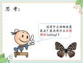 湘科版科学三年级上册2.1昆虫 课件