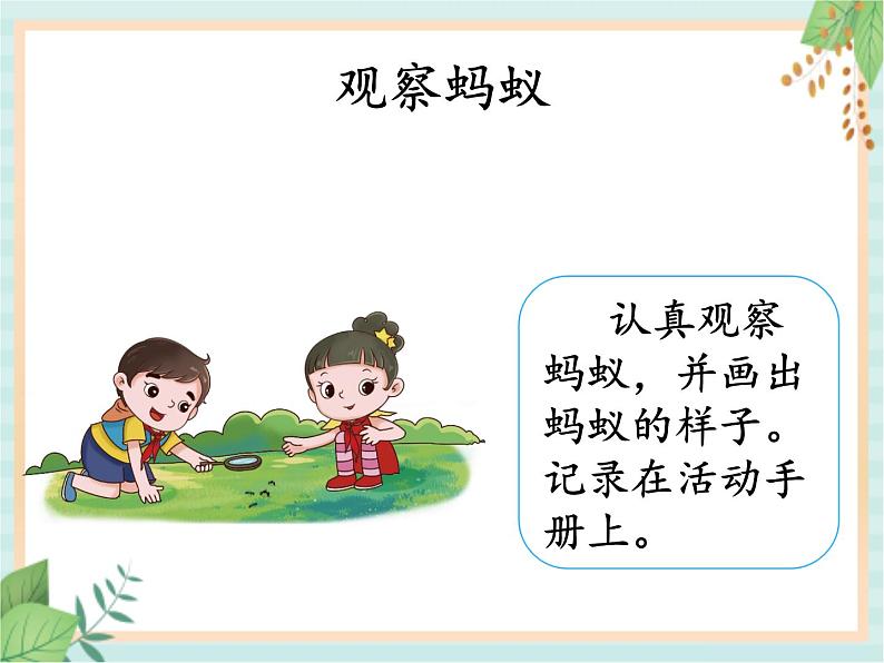 湘科版科学三年级上册2.1昆虫 课件05