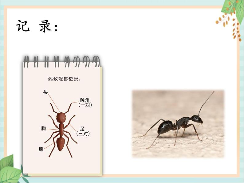 湘科版科学三年级上册2.1昆虫 课件06