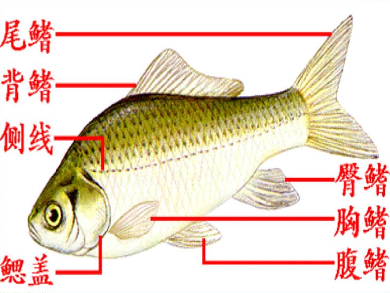 湘科版科学三年级上册2.2鱼 课件08
