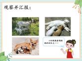 湘科版科学三年级上册2.4哺乳动物 课件