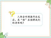 1.2人体指挥部—脑(课件）科学五年级上册 湘科版
