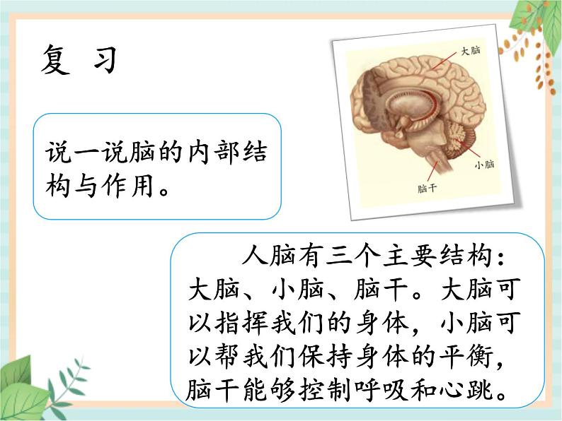 1.3保护我们的脑 （课件）科学五年级上册  湘科版02