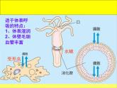 2.13 动物需要空气 课件