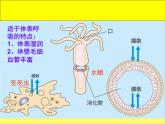 2.13 动物需要空气 课件