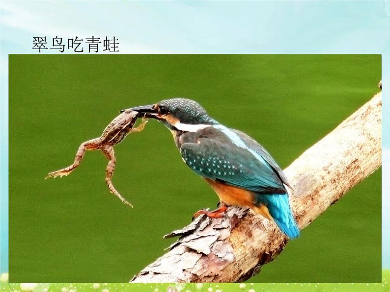 2.10 动物需要食物 课件第3页
