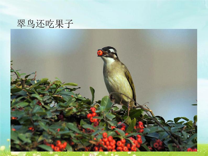2.10 动物需要食物 课件第4页