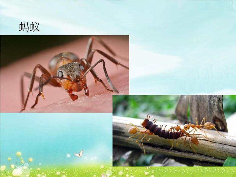 2.10 动物需要食物 课件第6页