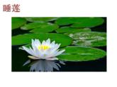 1.6 睡蓮和荷花 課件