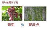 1.5  葡萄和爬墻虎 課件