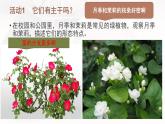 1.3月季和茉莉 课件