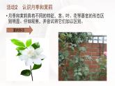 1.3月季和茉莉 课件