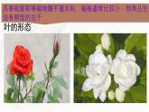 1.3月季和茉莉 课件