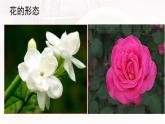 1.3月季和茉莉 课件