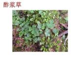 1.4 凤仙花和狗尾草 课件