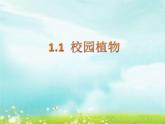 1.1 校园里的植物 课件