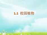 1.1 校园里的植物 课件