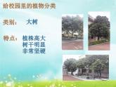 1.1 校园里的植物 课件