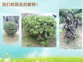 1.1 校园里的植物 课件