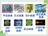 青岛版六三制6上科学《1 病毒》课件1