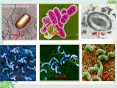 青岛版六三制6上科学《2 细菌》课件2