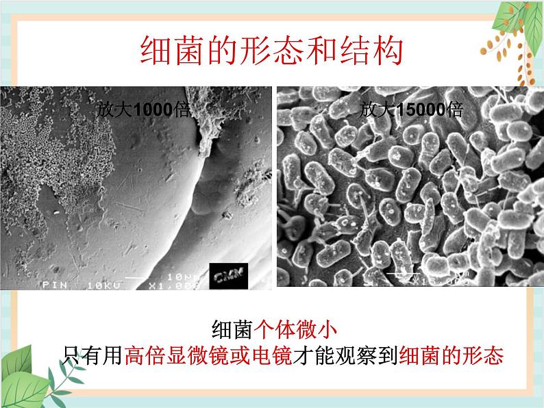 青岛版六三制6上科学《2 细菌》课件205