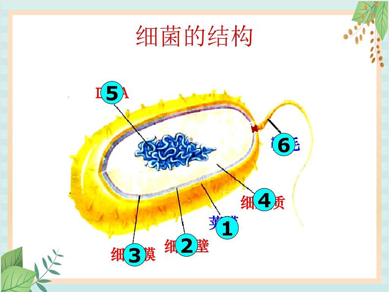 青岛版六三制6上科学《2 细菌》课件207