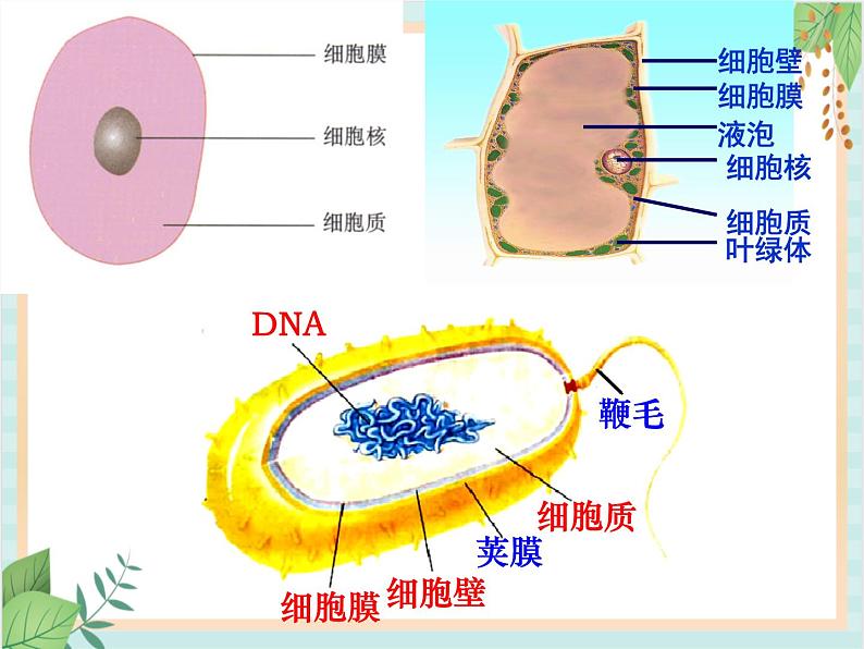 青岛版六三制6上科学《2 细菌》课件208