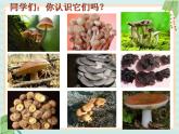 青岛版六三制6上科学《4  食用菌》课件2