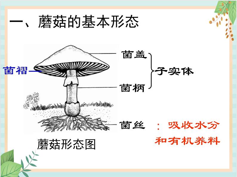 青岛版六三制6上科学《4  食用菌》课件205