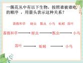 青岛版六三制6上科学《23 密切联系的生物界》课件2