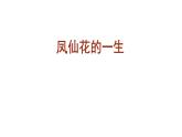 四年级下册科学课件-8《凤仙花的一生》教学课件 教科版 (共14张PPT)