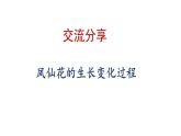 四年级下册科学课件-8《凤仙花的一生》教学课件 教科版 (共14张PPT)