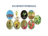 四年级下册科学课件-8《凤仙花的一生》教学课件 教科版 (共14张PPT)