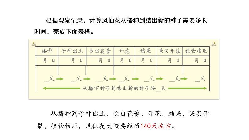 四年级下册科学课件-8《凤仙花的一生》教学课件 教科版 (共14张PPT)第6页