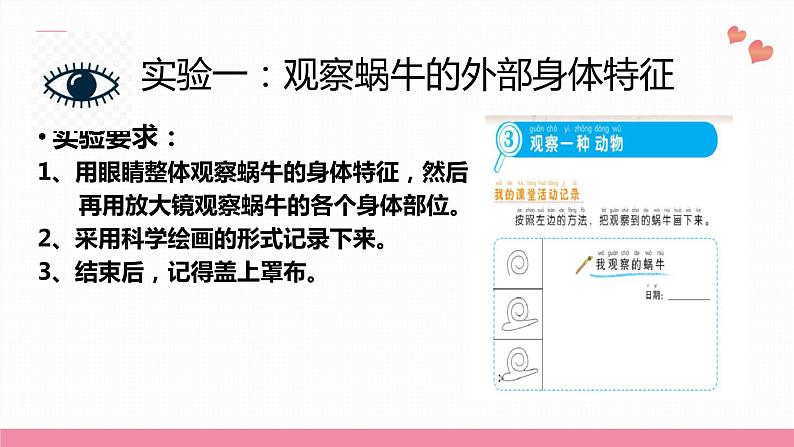 教科版科学一年级下册  第二单元动物  3.观察一种动物  课件07