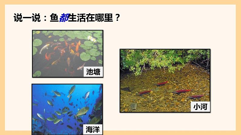 教科版科学一年级下册  第二单元动物  5.观察鱼  课件第7页