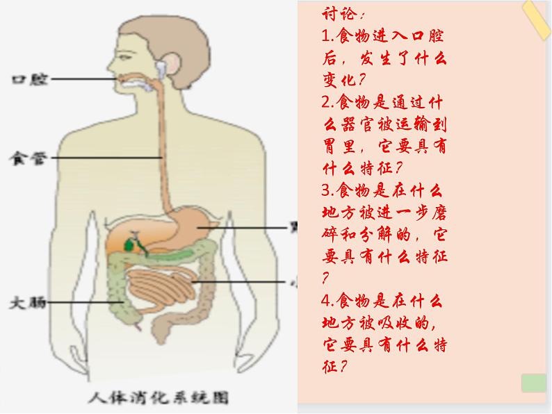 三年级上册科学课件－6《食物的消化》 ｜鄂教版   (共16张PPT)03