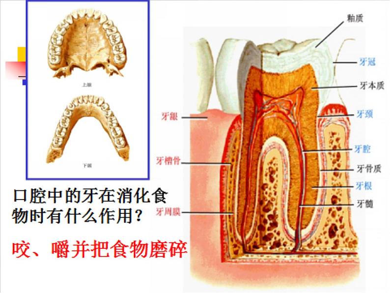 三年级上册科学课件－6《食物的消化》 ｜鄂教版   (共16张PPT)04