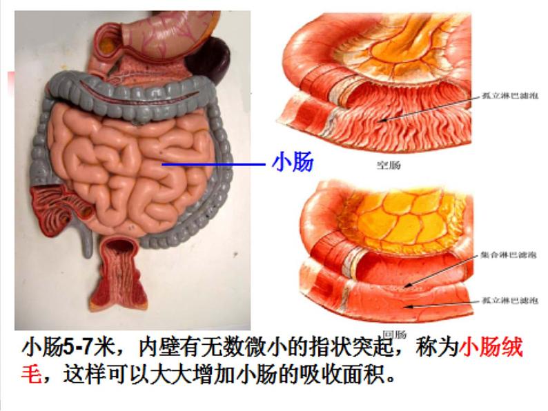 三年级上册科学课件－6《食物的消化》 ｜鄂教版   (共16张PPT)08