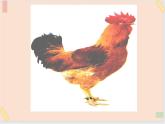 三年级上册科学课件－20《鸭与鸡》｜鄂教版         (共9张PPT)