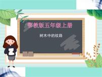 小学科学鄂教版五年级上册3 树木中的纹路说课ppt课件