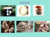 五年级上册科学课件－第4课《蘑菇》｜鄂教版 (共19张PPT)